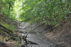River stream through forest
