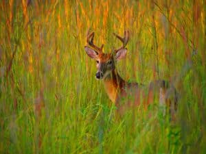 Young buck in tall grass