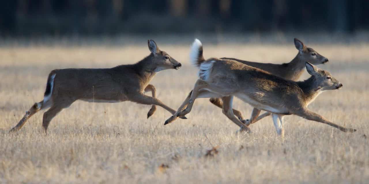 Rookie Deer Hunting in Newyago County