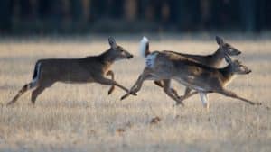 Deer running through field