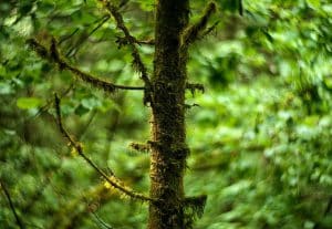 Close up of mossy tree