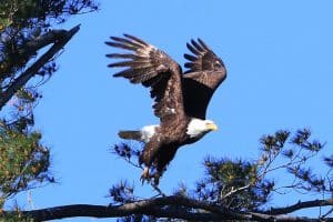 Eagle taking flight