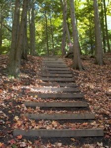 Trail stairs going through trees