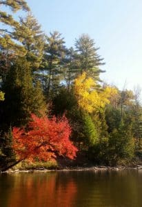 Fall trees over river