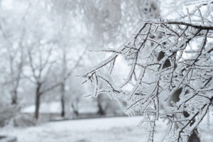 Trails in Newaygo county - Winter Tree Scene
