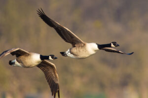Canadian geese flying over water