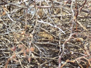 Abandoned Bird's Nest in Rose Bush