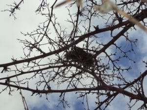 Old Bird's Nest in Mulberry Tree Branches