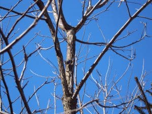 White-Breasted Nuthatch on Black Walnut Tree