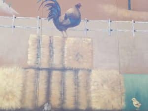 Chicken on hay bales
