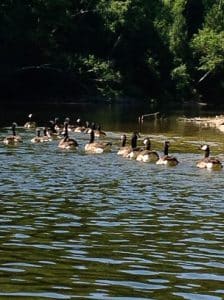 Geese Floating