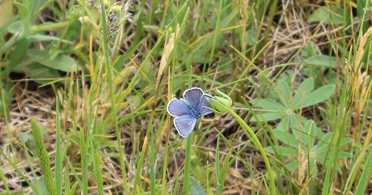 Hunt for Karner Blue Butterflies at Sanctuary