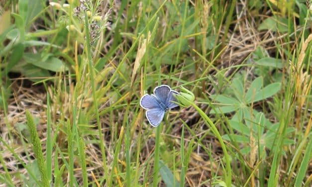 Hunt for Karner Blue Butterflies at Sanctuary