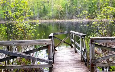 The Wetland Trail – A Unique Ecosystem