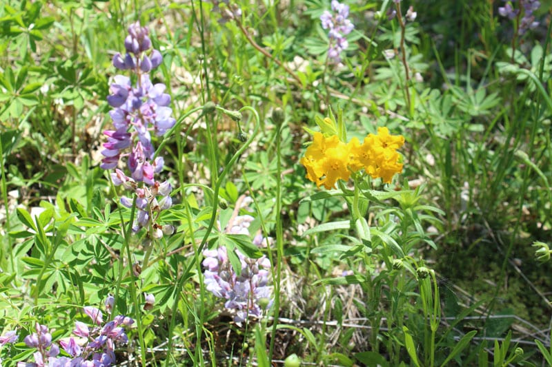Flowers are Popping at Loda Lake Wildflower Sanctuary