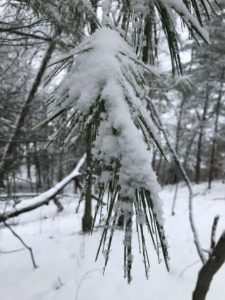 snow on tree branch