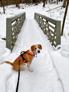 Dog on winter hiking trail