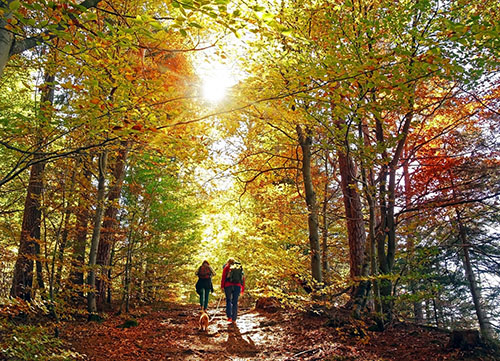 Hikers on Fall Trail