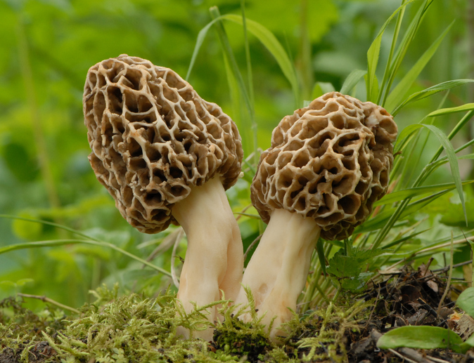 morel mushroom in forest