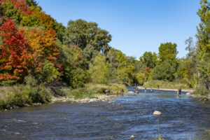 People fly fishing in river in fall