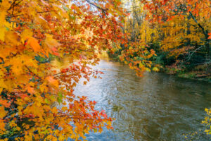 Fall colors on trees along riverbank