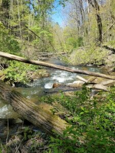 Marshall Memorial Park Stream